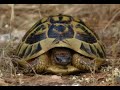 testudo hermanni en menorca