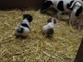 Baby Terriere Hunde