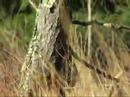 Real Outdoors TV / Turkey Hunting / Jakes - VS - Pretty Boy
