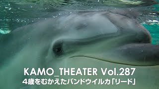 Vol.287～4歳をむかえるバンドウイルカ「リード」～