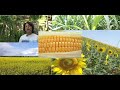 (Parte1) Agrocombustibles, Monocultivos y Territorio en America Central Parte1