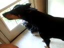 Sam BARK!