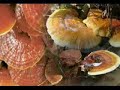 Ganoderma (Reishi) Progal BT Colombia 1