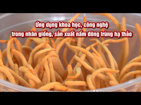 Ứng dụng KHCN trong nhân giống, sản xuất nấm đông trùng hạ thảo