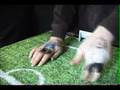 Hand Soccer - England vs. Paraguay - nachspielzeit.org