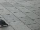 pigeon pigeon