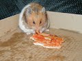 Jackie the famous internet Hamster / Theme from Follyfoot Jackie the famous internet Hamster / Theme from Follyfoot