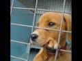Adopta un perro / adopt a dog