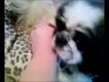 JoJo the little pekingese dog