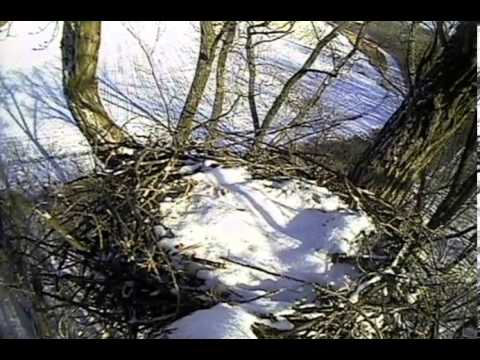 how to turn nest off