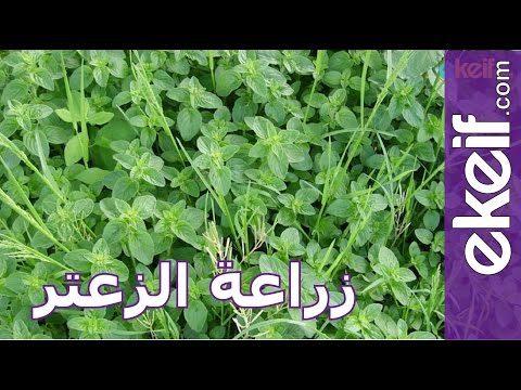 كيف تصنع | زراعة الزعتر