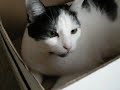 Crysis, wait a cat in a box