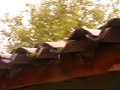 Criadero de Truchas de Ingenio
