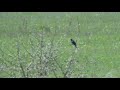 sniper black bird shot