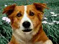 Mi è piaciuto un video di @YouTube http://t.co/Ah8HjwXM CANE CHE PARLA