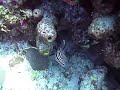 Desecheo Spotted Drumfish Desecheo Spotted Drumfish