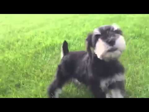 Daisy loves to run around the park and play