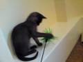 videos de Gus the burmese cat
