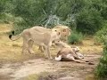 Lion Kills A Kudu Lion Kills A Kudu