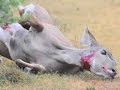 two lions hunt and kill a kudu (antelope) at the shamwari game reserve in south africa. video has some blood, so it might not be appropriate for little kids or people who can't watch animals die.
lisen for the *thump* when the lion knocks down the kudu.