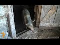Watch 'Լոռիում աֆրիկյան ժանտախտի համաճարակ է'