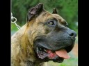 Canary Dog - Visit http://www.TrainPetDog.com/h/videol_1_tlid_1_placidotra/Presa-Canario/index1.php and GRAB A FREE COURSE ON TRAINING YOUR PRESA CANARIO! Learn all about...