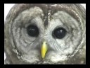 Medina Raptor Center: Barred Owl  Medina County Auditor Michael E. Kovack