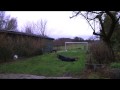 Free Kicks - *