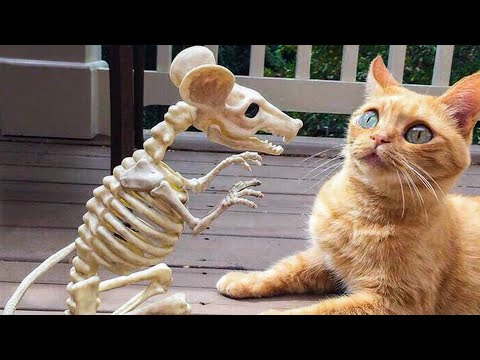 🤣 Funniest 🐶 Dogs and 😻 Cats - Awesome Funny Animals Videos 😇