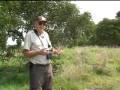 Reforestation at Hakalau Preserve