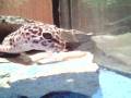 videos de ECKO THE GECKO **EATING**