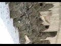 Cliff Swallows part 2 - 6/15/07