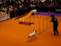 BRADDY en una Exhibicio d'Agility (12.10.08)