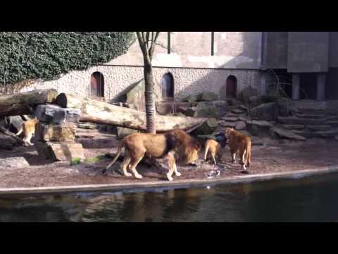 ViralVidsBase - The Lion﻿ King Unrated version.