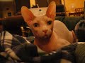 Sphynx Cat Just Chillin Out Sphynx Cat Just Chillin Out