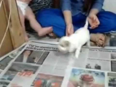 köpekler - Satılık yavru köpekler,Satılık köpek ilanları,yavru köpek fiyatları,büyümeyen satılık süs köpeği fiyatı,büyümeyen yavru süs köpeği fiyatı-fiyatları,satılık y...
