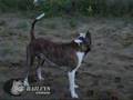 way Pit Bull