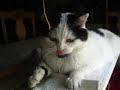 Recuerdo  gato Toky