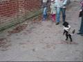 videos de Poppy wants to be friends