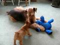 Patient Airedale with Norwich puppy