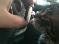 Mcloving eating oreo