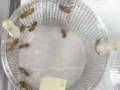 videos de Honeybee Toxicity Laboratory Documentary- Part 1