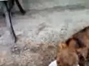 scrappy dappy doo henn scrappy dappy doo henn