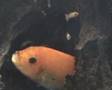 Metriaclima estherae, zebra African cichlid malawi