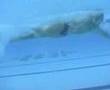 Fernando Scherer - swimming test - freestyle (50m side view)