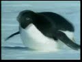التضحيه عند الحيوانات 2/3