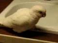 Sammie the Bare Eyed Cockatoo Sleepy in the Kitchen