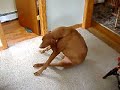 My Itchy Dog Keegan My Itchy Dog Keegan