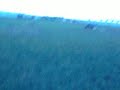camony on the top field cantering