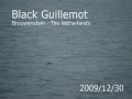 2009-12-30 Brouwersdam - Black Guillemot (ns).mpg